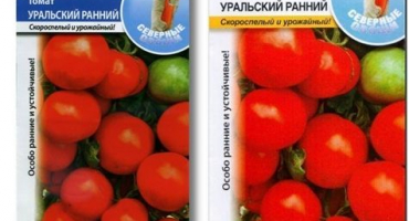 Charakteristika a popis rané odrůdy rajčete ural, výška rostliny